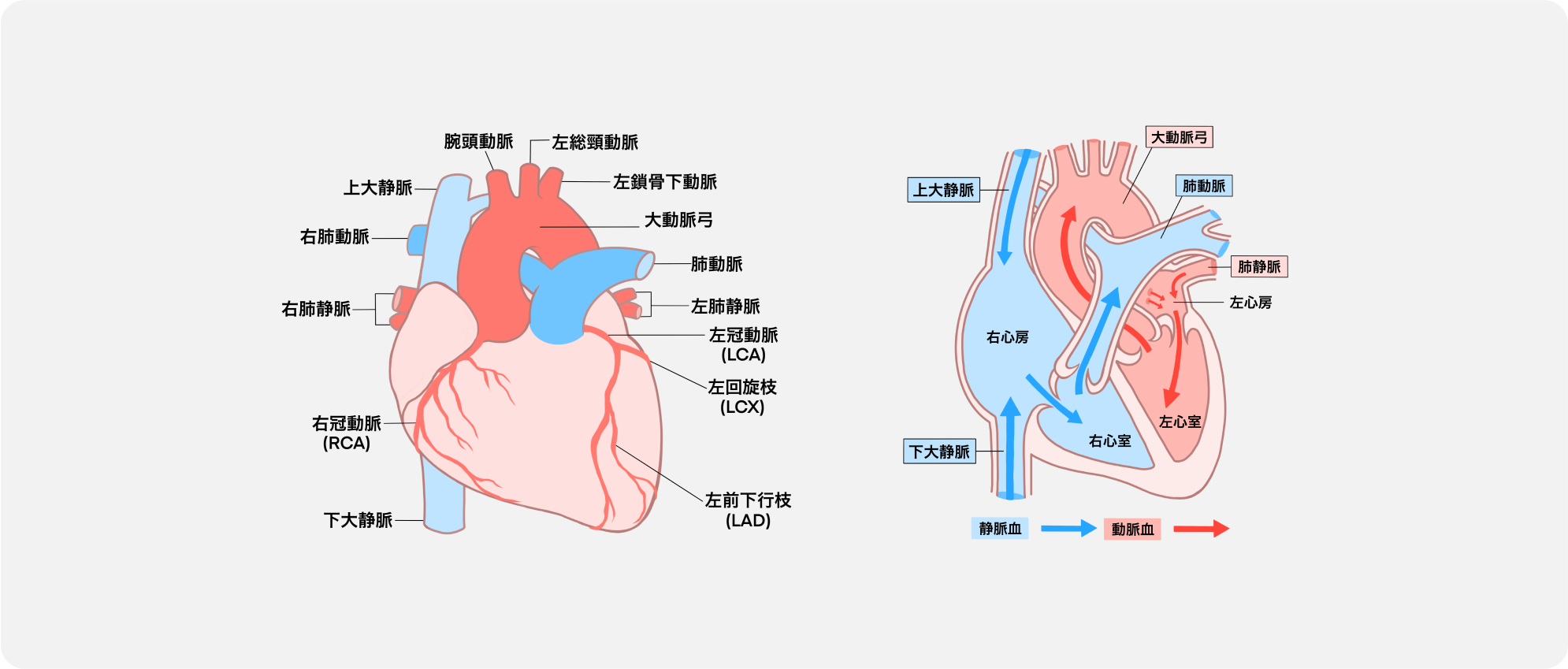 心臓病 ｜香川県高松市｜辻クリニック